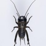 Crickets