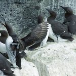 Guillemots