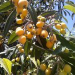 Loquat